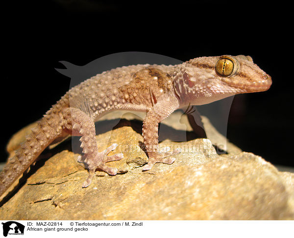 Sandgecko / African giant ground gecko / MAZ-02814