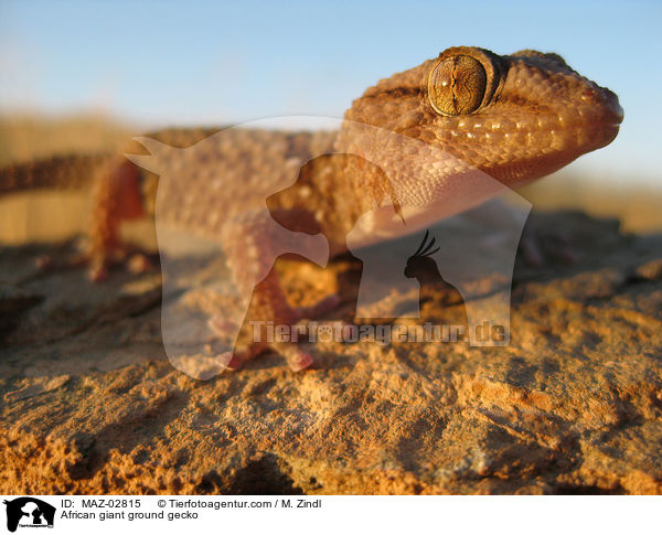 African giant ground gecko / MAZ-02815