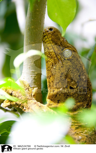 African giant ground gecko / MAZ-04768