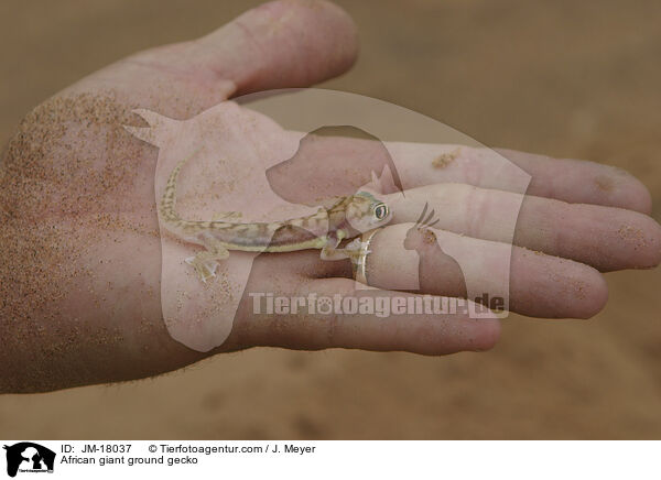 African giant ground gecko / JM-18037