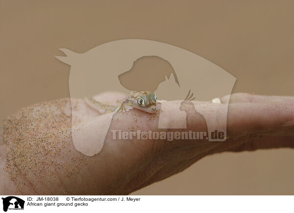 Sandgecko / African giant ground gecko / JM-18038