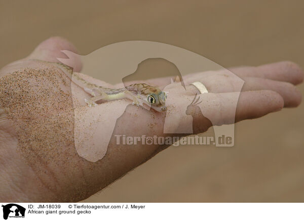 Sandgecko / African giant ground gecko / JM-18039