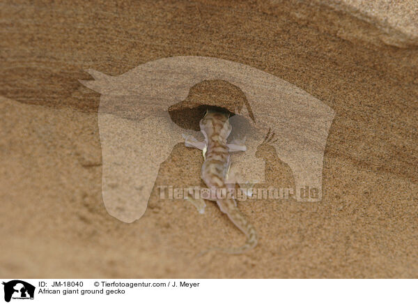 Sandgecko / African giant ground gecko / JM-18040