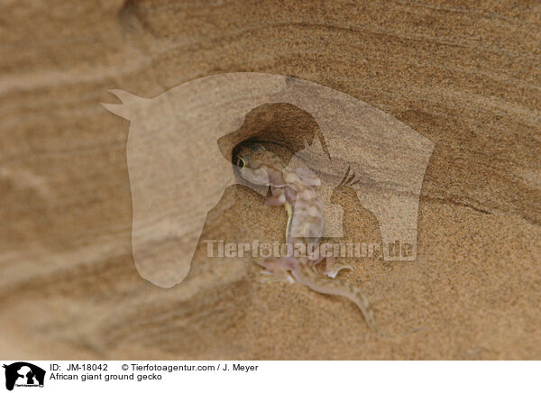 Sandgecko / African giant ground gecko / JM-18042
