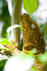 African giant ground gecko