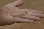 African giant ground gecko