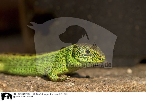 green sand lizard / SO-01793