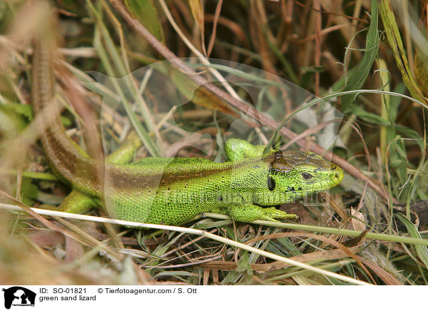 green sand lizard / SO-01821