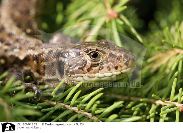 brown sand lizard / SO-01852