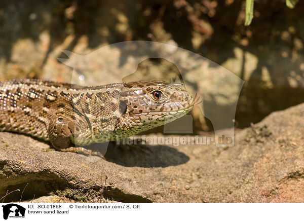 brown sand lizard / SO-01868