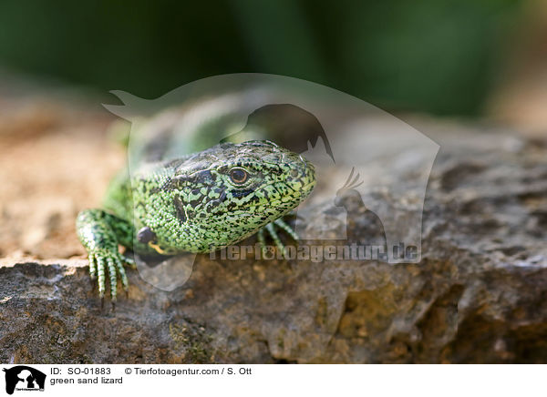 green sand lizard / SO-01883