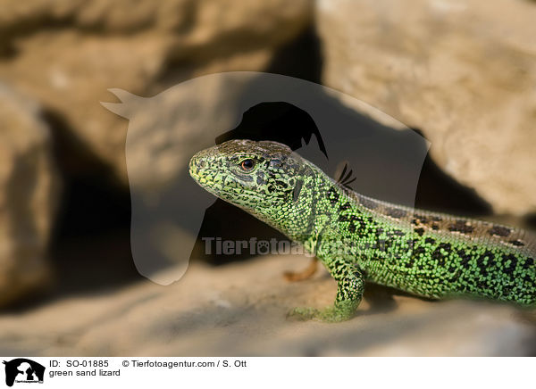 green sand lizard / SO-01885