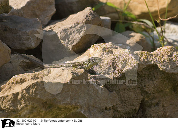 braune Zauneidechse / brown sand lizard / SO-02010