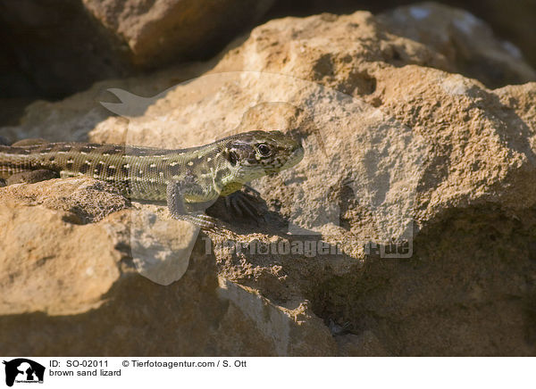 braune Zauneidechse / brown sand lizard / SO-02011