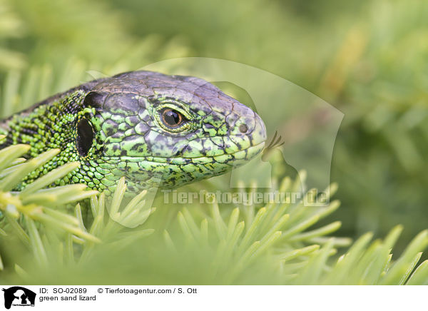 grne Zauneidechse / green sand lizard / SO-02089
