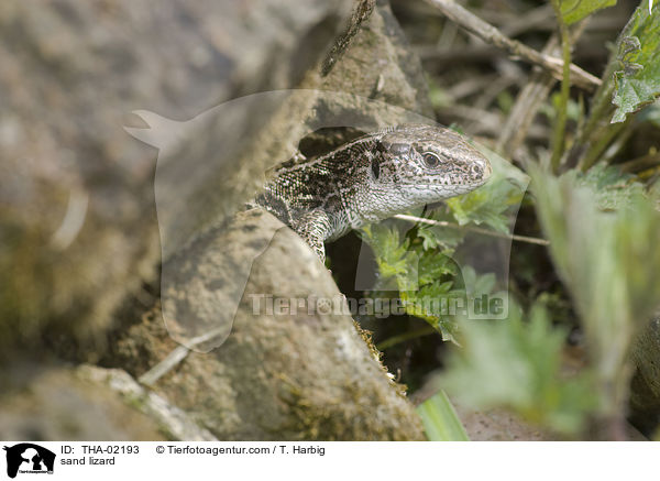sand lizard / THA-02193