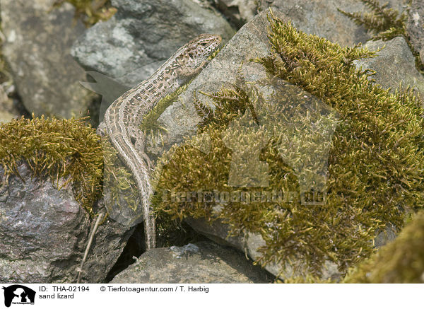 Zauneidechse / sand lizard / THA-02194