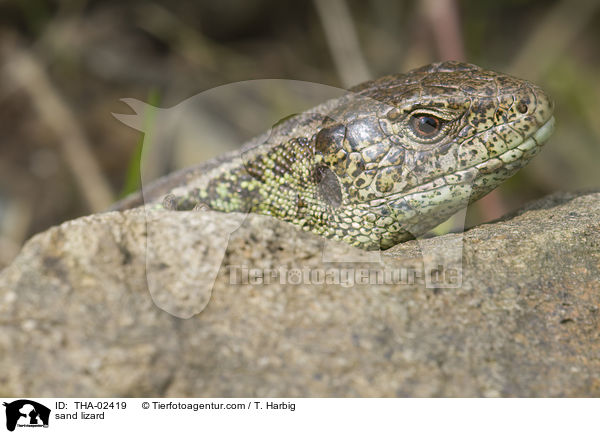 sand lizard / THA-02419