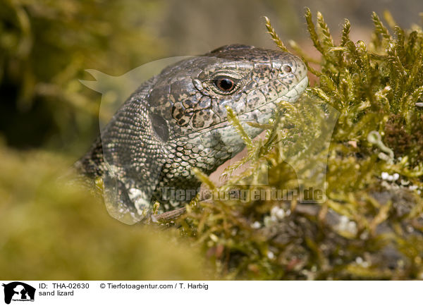 sand lizard / THA-02630