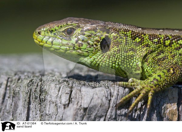 Zauneidechse / sand lizard / AT-01364