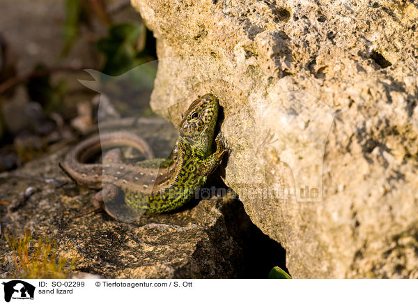 sand lizard / SO-02299