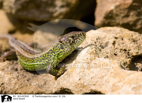 sand lizard / SO-02300