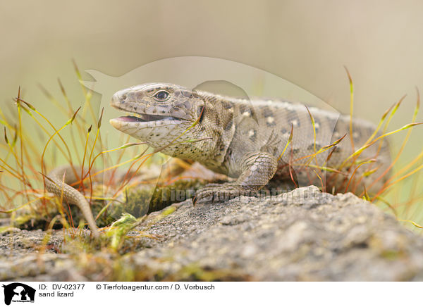 sand lizard / DV-02377