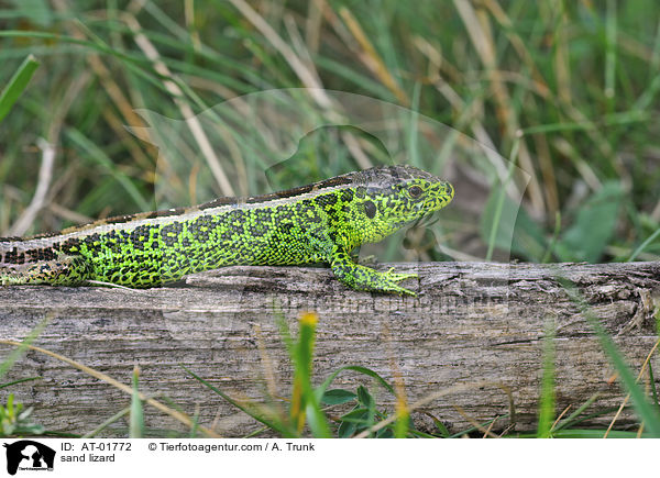 Zauneidechse / sand lizard / AT-01772