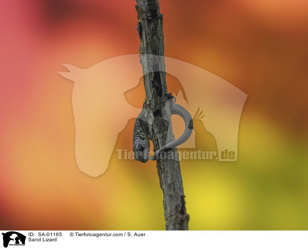 Zauneidechse / Sand Lizard / SA-01165