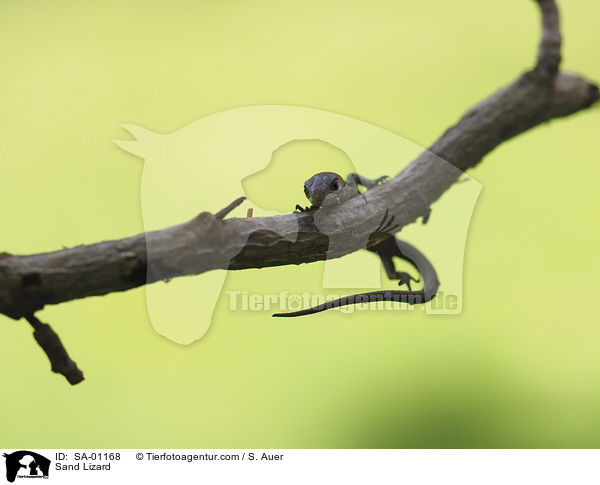 Zauneidechse / Sand Lizard / SA-01168