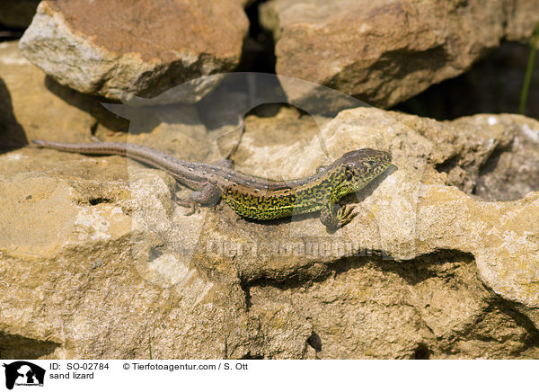 sand lizard / SO-02784