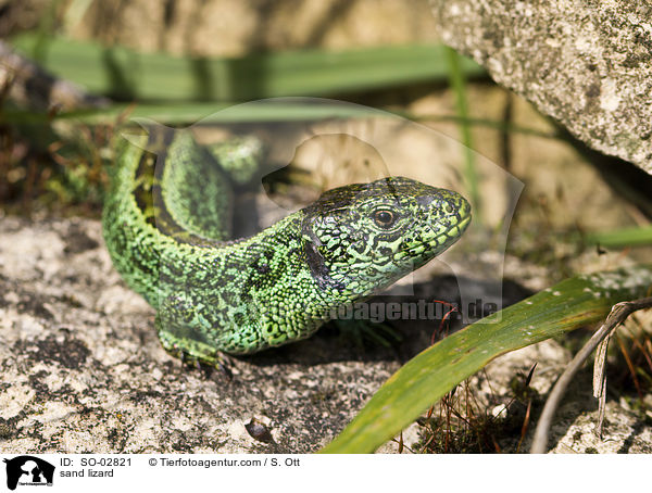 sand lizard / SO-02821