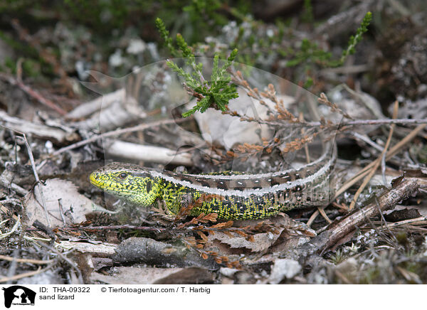 sand lizard / THA-09322