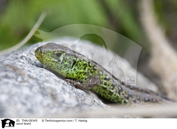 sand lizard / THA-09345