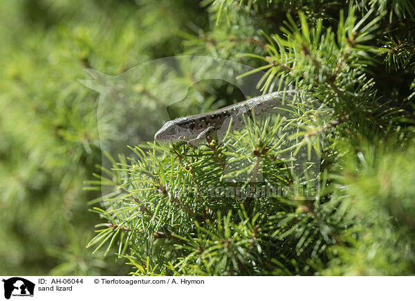 Zauneidechse / sand lizard / AH-06044