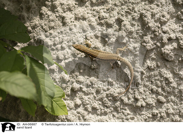 sand lizard / AH-06887