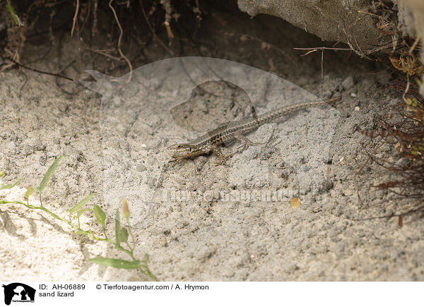 Zauneidechse / sand lizard / AH-06889