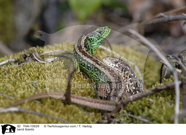 sand lizards / THA-10626