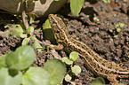 brown sand lizard