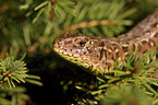 brown sand lizard