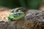 green sand lizard