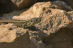 brown sand lizard