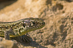 brown sand lizard