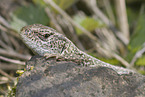 sand lizard