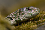 sand lizard