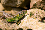 sand lizard