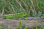 sand lizard