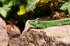 sand lizard