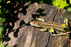 sand lizard