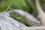 sand lizard